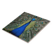 Majestic Peacock Tegeltje (Zijkant)