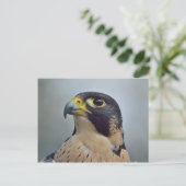 Majestic Peregrine falcon Briefkaart (Staand voorkant)