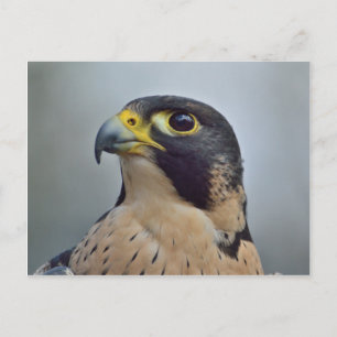 Majestic Peregrine falcon Briefkaart