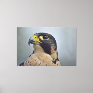 Majestic Peregrine falcon Canvas Afdruk