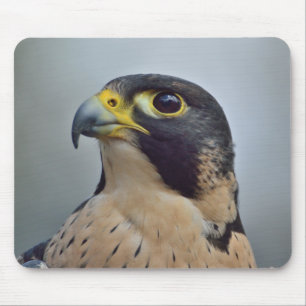 Majestic Peregrine falcon Muismat