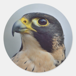 Majestic Peregrine falcon Ronde Sticker