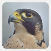 Majestic Peregrine falcon Vierkante Sticker (Voorkant)
