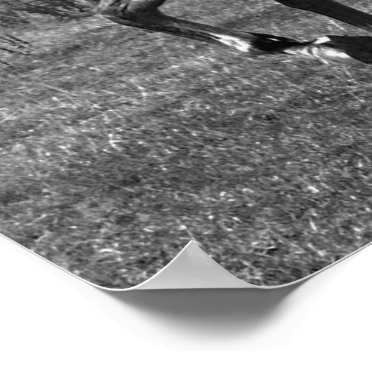 Majestic Poster (Hoek)