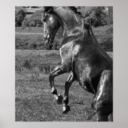 Majestic Poster (Voorkant)