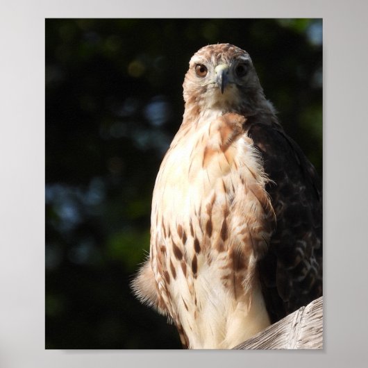 Majestic Red Tail Hawk Stare Down Poster (Voorkant)