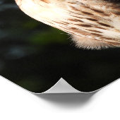 Majestic Red Tail Hawk Stare Down Poster (Hoek)