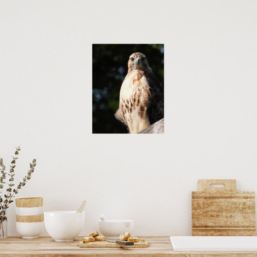 Majestic Red Tail Hawk Stare Down Poster (Keuken)