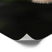 Majestic Red Tail Hawk Stare Down Poster (Hoek)