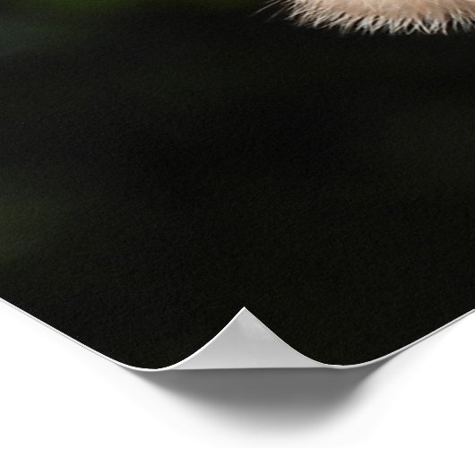 Majestic Red Tail Hawk Stare Down Poster (Hoek)