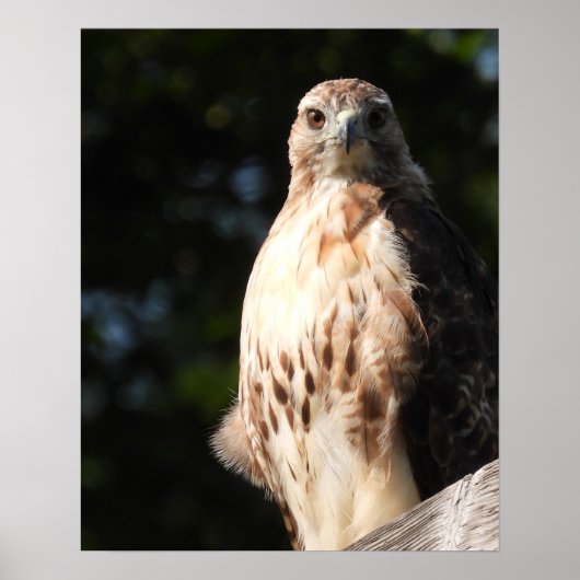 Majestic Red Tail Hawk Stare Down Poster (Voorkant)