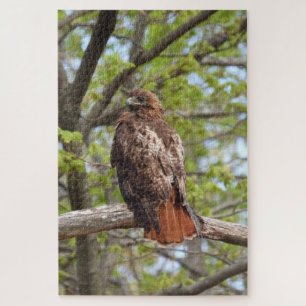 Majestic Red Tailed Hawk Legpuzzel