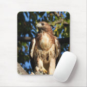 Majestic Red Tailed Hawk Muismat (Met muis)