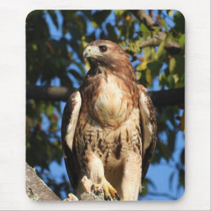 Majestic Red Tailed Hawk Muismat
