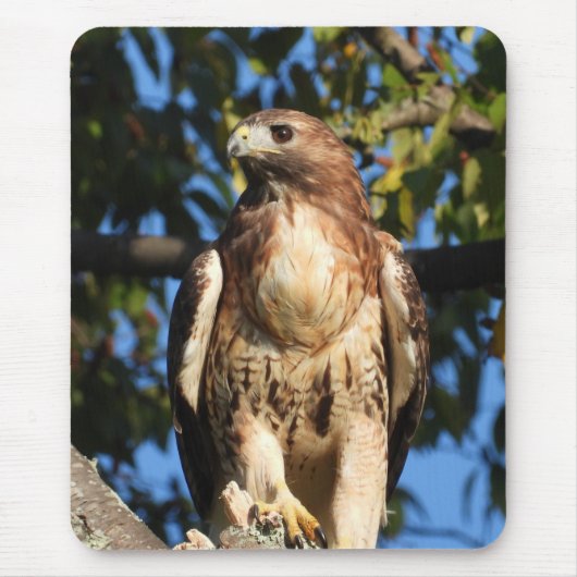 Majestic Red Tailed Hawk Muismat (Voorkant)