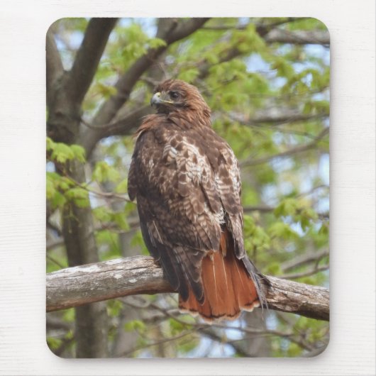 Majestic Red Tailed Hawk Muismat (Voorkant)