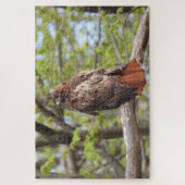 Majestic Red Tailed Hawk Perched Legpuzzel (Verticaal)