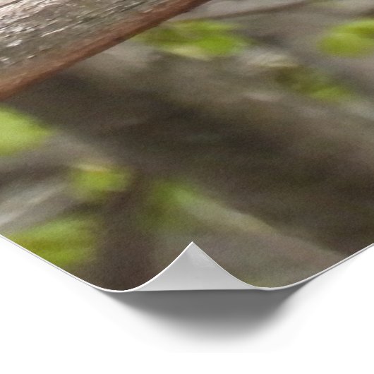 Majestic Red Tailed Hawk Poster (Hoek)