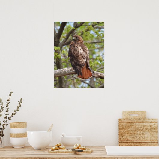 Majestic Red Tailed Hawk Poster (Keuken)