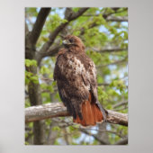 Majestic Red Tailed Hawk Poster (Voorkant)