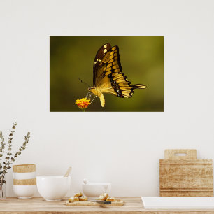 Majestic Reflectie Poster