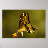 Majestic Reflectie Poster (Voorkant)