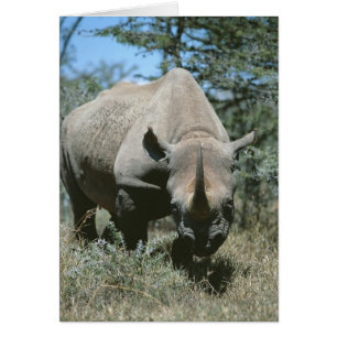 Majestic Rhino