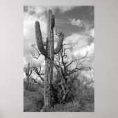 Majestic Saguaro Cactus (b/w) Poster (Voorkant)