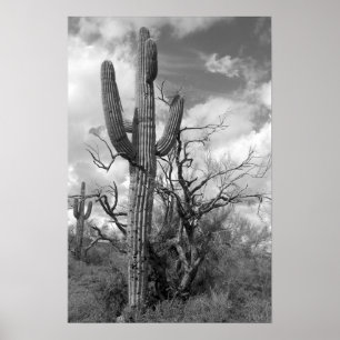 Majestic Saguaro Cactus (b/w) Poster
