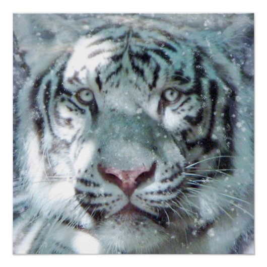 Majestic Snow White Tiger Portret Perfect Poster (Voorkant)