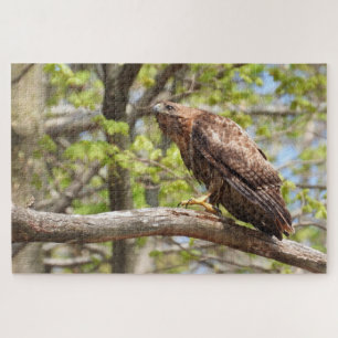 Majestic Stalking Red Tailed Hawk Legpuzzel