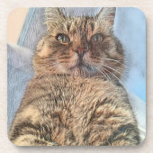 Majestic Tiger Cat Bier Onderzetter (Voorkant)