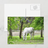 Majestic White Horse Briefkaart (Voorkant / Achterkant)
