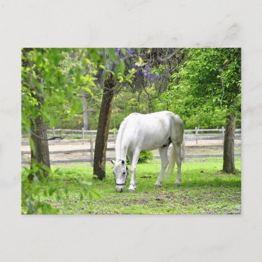 Majestic White Horse Briefkaart (Voorkant)