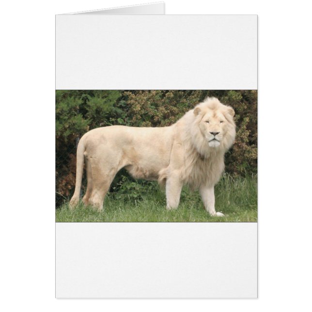Majestic White Lion (Voorkant)