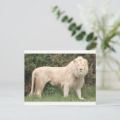 Majestic White Lion Briefkaart (Staand voorkant)
