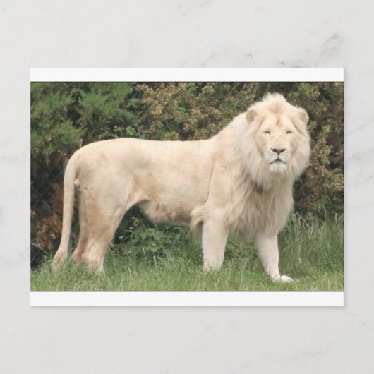Majestic White Lion Briefkaart (Voorkant)