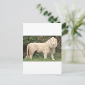 Majestic White Lion Briefkaart (Staand voorkant)