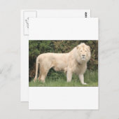 Majestic White Lion Briefkaart (Voorkant / Achterkant)