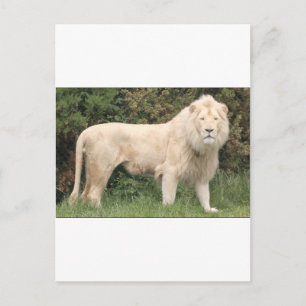 Majestic White Lion Briefkaart