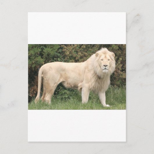 Majestic White Lion Briefkaart (Voorkant)