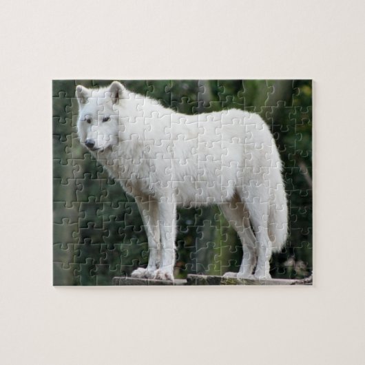 Majestic White Wolf kijkt over domein Legpuzzel (Horizontaal)