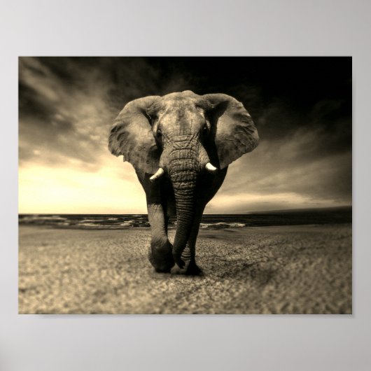 Majestic Wild Bull Elephant in Sepia Poster (Voorkant)