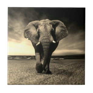 Majestic Wild Bull Elephant in Sepia Tegeltje
