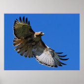 Majestic Wings Framed Print (Voorkant)