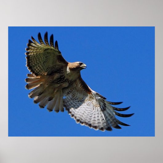 Majestic Wings Framed Print (Voorkant)