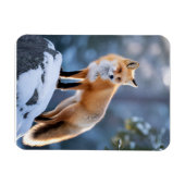 Majestic Winter Fox Fotografie Magneet (Horizontaal)