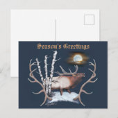 Majestieke mannetjeseland briefkaart (Voorkant / Achterkant)