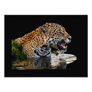 Majestueke Wilde Luipaard Bij Water Foto Vergrotin Afdruk