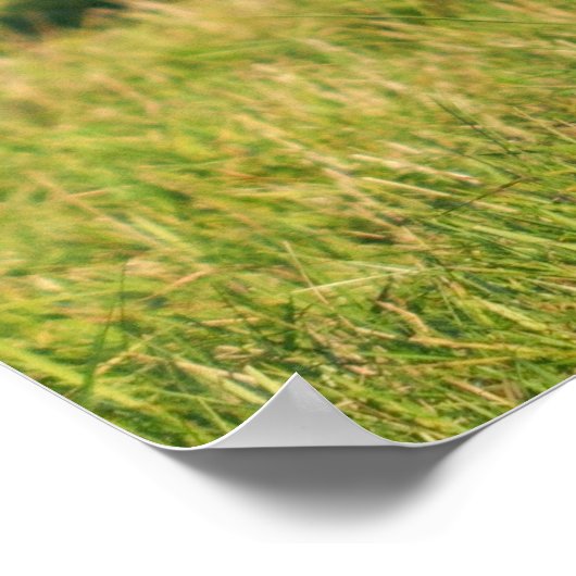 Majestueus hert Stag Poster (Hoek)